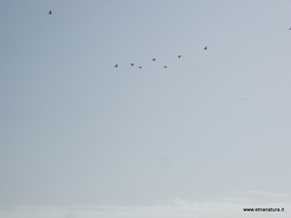 lle del Simeto-24-02-2013 10-38-44